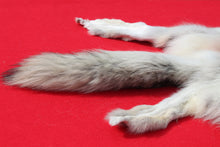 Load image into Gallery viewer, Canadian Arctic Wolf Hide - WLF1022