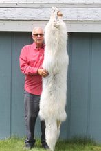 Load image into Gallery viewer, Canadian Arctic Wolf - Taxidermy Quality - WLF1001