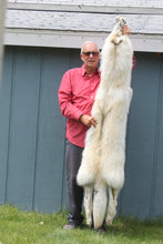 Load image into Gallery viewer, Canadian Arctic Wolf - Taxidermy Quality - WLF1003