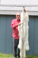 Load image into Gallery viewer, Canadian Arctic Wolf - Taxidermy Quality - WLF1003