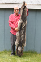 Load image into Gallery viewer, BLACK Canadian wolf - Taxidermy Quality - WLF1006