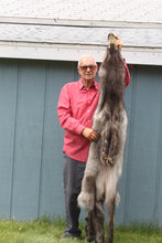 Load image into Gallery viewer, BLACK Canadian wolf - Taxidermy Quality - WLF1006