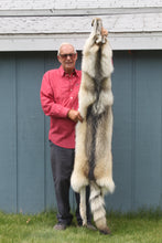 Load image into Gallery viewer, Canadian Gray Wolf - Taxidermy Quality - WLF1005
