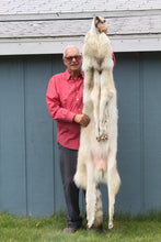 Load image into Gallery viewer, Canadian Gray Wolf - Taxidermy Quality - WLF1005