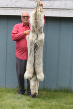 Load image into Gallery viewer, Canadian Gray Wolf - Taxidermy Quality - WLF1007