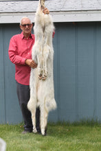 Load image into Gallery viewer, Canadian Gray Wolf - Taxidermy Quality - WLF1007