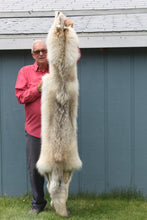 Load image into Gallery viewer, Canadian Arctic Wolf - Taxidermy Quality - WLF1009