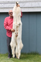 Load image into Gallery viewer, Canadian Arctic Wolf - Taxidermy Quality - WLF1009