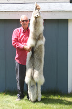 Load image into Gallery viewer, Canadian Arctic Wolf - Taxidermy Quality - WLF1010