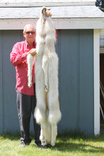 Load image into Gallery viewer, Canadian Arctic Wolf - Taxidermy Quality - WLF1010