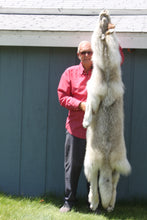 Load image into Gallery viewer, Canadian Arctic Wolf - Taxidermy Quality - WLF1011