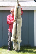 Load image into Gallery viewer, Canadian Arctic Wolf - Taxidermy Quality - WLF1020