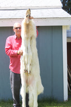 Load image into Gallery viewer, Canadian Arctic Wolf - Taxidermy Quality - WLF1020