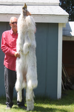 Load image into Gallery viewer, Canadian Arctic Wolf - WLF1021