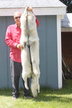 Load image into Gallery viewer, Canadian Arctic Wolf Hide - WLF1022