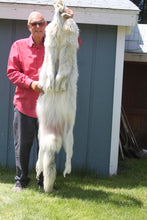 Load image into Gallery viewer, Canadian Arctic Wolf Hide - WLF1022