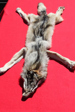 Load image into Gallery viewer, Central Idaho Female Wolf - Taxidermy Quality - WLF1025