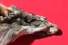 Load image into Gallery viewer, Central Idaho Female Wolf - Taxidermy Quality - WLF1025