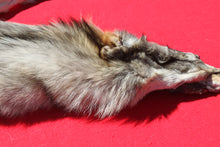 Load image into Gallery viewer, Central Idaho Female Wolf - Taxidermy Quality - WLF1025
