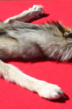 Load image into Gallery viewer, Central Idaho Female Wolf - Taxidermy Quality - WLF1025