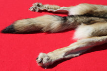 Load image into Gallery viewer, Central Idaho Female Wolf - Taxidermy Quality - WLF1025