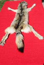 Load image into Gallery viewer, Central Idaho Female Wolf - Taxidermy Quality - WLF1025