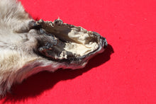 Load image into Gallery viewer, Central Idaho Female Wolf - Taxidermy Quality - WLF1025