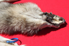 Load image into Gallery viewer, Central Idaho Female Wolf - Taxidermy Quality - WLF1025