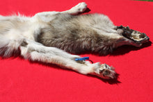 Load image into Gallery viewer, Central Idaho Female Wolf - Taxidermy Quality - WLF1025