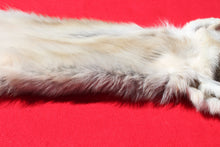 Load image into Gallery viewer, Central Idaho Female Wolf - Taxidermy Quality - WLF1025