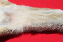 Load image into Gallery viewer, Central Idaho Female Wolf - Taxidermy Quality - WLF1025