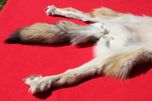 Load image into Gallery viewer, Central Idaho Female Wolf - Taxidermy Quality - WLF1025