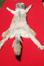Load image into Gallery viewer, Central Idaho Female Wolf - Taxidermy Quality - WLF1025
