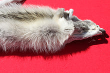 Load image into Gallery viewer, Canadian Arctic Alpha Male Wolf - Taxidermy Quality - WLF1026