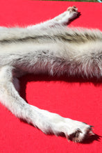 Load image into Gallery viewer, Canadian Arctic Alpha Male Wolf - Taxidermy Quality - WLF1026