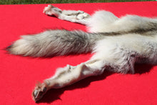 Load image into Gallery viewer, Canadian Arctic Alpha Male Wolf - Taxidermy Quality - WLF1026