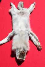 Load image into Gallery viewer, Canadian Arctic Alpha Male Wolf - Taxidermy Quality - WLF1026