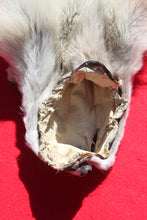 Load image into Gallery viewer, Canadian Arctic Alpha Male Wolf - Taxidermy Quality - WLF1026
