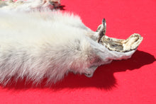 Load image into Gallery viewer, Canadian Arctic Alpha Male Wolf - Taxidermy Quality - WLF1026