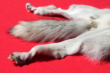 Load image into Gallery viewer, Canadian Arctic Alpha Male Wolf - Taxidermy Quality - WLF1026