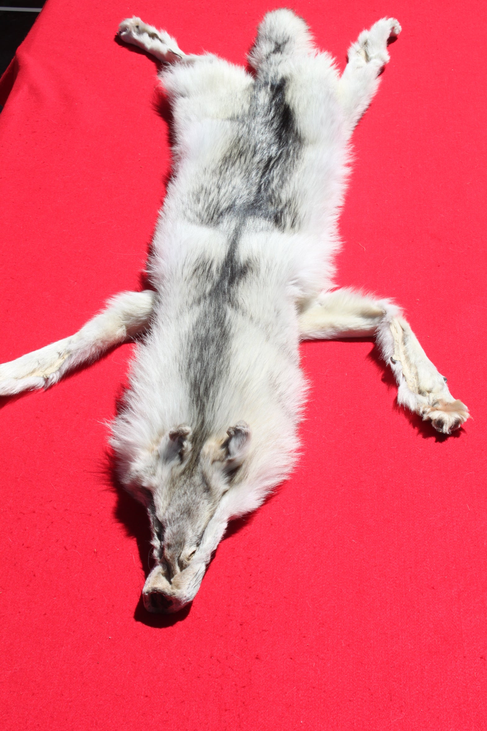 Canadian Arctic Wolf - Has FEET AND CLAWS - WLF1029 – THE IDAHO