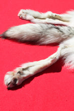 Load image into Gallery viewer, Canadian Arctic Wolf - Has FEET AND CLAWS - WLF1029