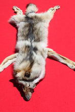 Load image into Gallery viewer, Northwestern Montana Wolf - Taxidermy Quality - WLF1034