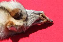 Load image into Gallery viewer, Northwestern Montana Wolf - Taxidermy Quality - WLF1034