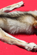 Load image into Gallery viewer, Northwestern Montana Wolf - Taxidermy Quality - WLF1034