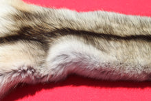 Load image into Gallery viewer, Northwestern Montana Wolf - Taxidermy Quality - WLF1034