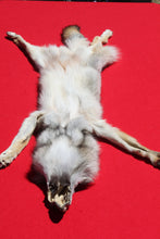 Load image into Gallery viewer, Northwestern Montana Wolf - Taxidermy Quality - WLF1034