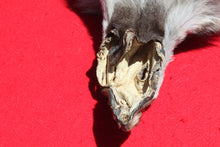 Load image into Gallery viewer, Northwestern Montana Wolf - Taxidermy Quality - WLF1034