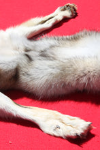 Load image into Gallery viewer, Northwestern Montana Wolf - Taxidermy Quality - WLF1034