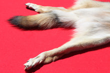 Load image into Gallery viewer, Northwestern Montana Wolf - Taxidermy Quality - WLF1034